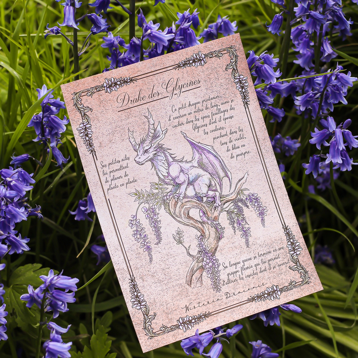 Illustrations