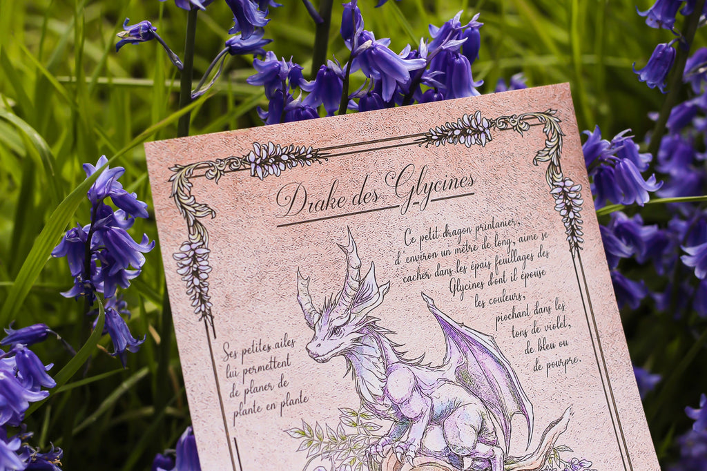 Illustration - Drake des Glycines